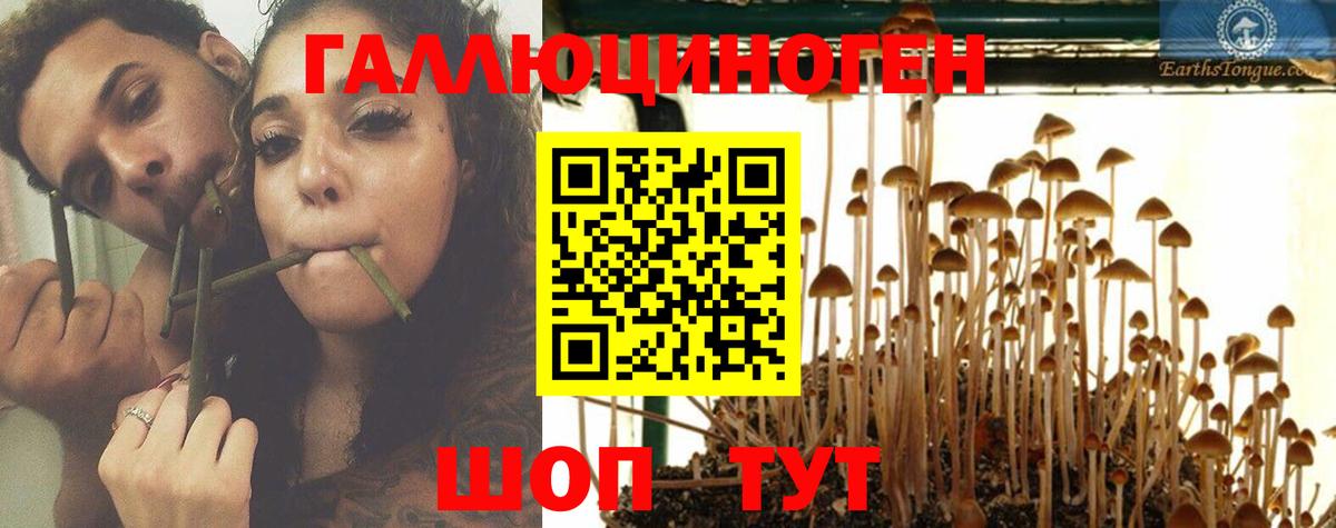 Псилоцибиновые грибы Psilocybe  Вход с VPN  Вязники 